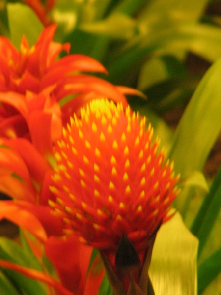 Gentse Floralin 2010 317