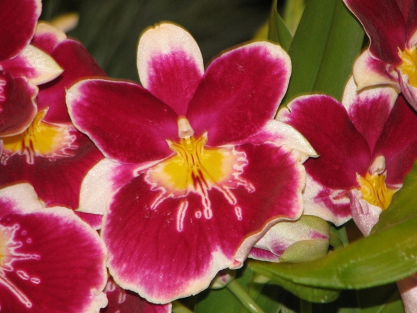 Gentse Floralin 2010 434