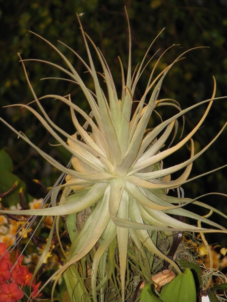 Gentse Floralin 2010 435