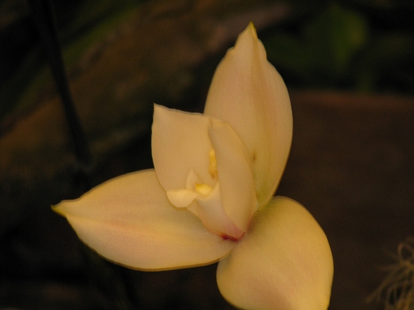 Gentse Floralin 2010 436