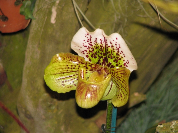 Gentse Floralin 2010 437