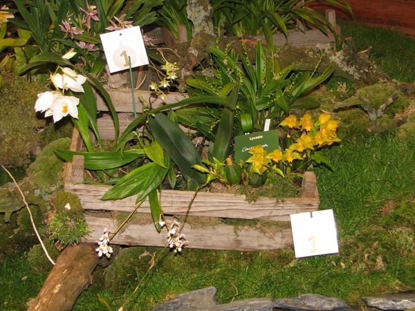 Gentse Floralin 2010 439