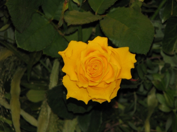 Gentse Floralin 2010 442