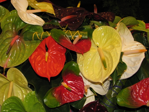 Gentse Floralin 2010 447