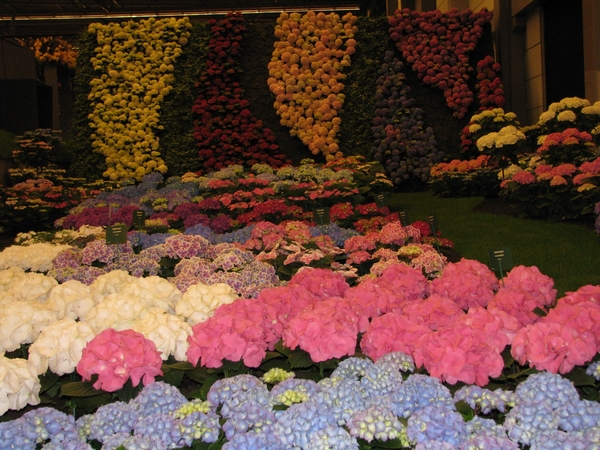 Gentse Floralin 2010 449