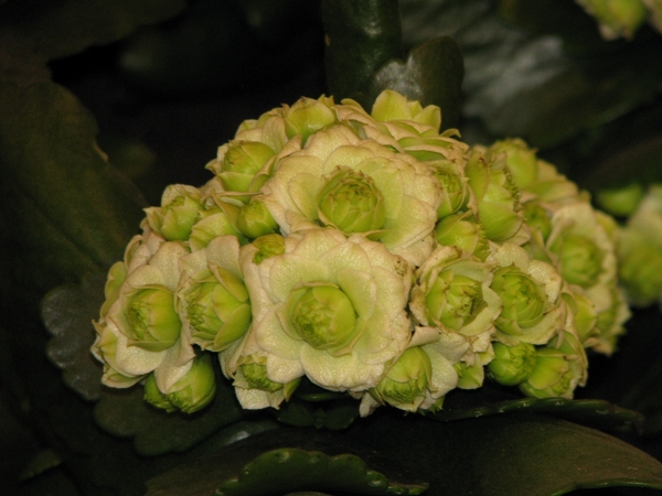 Gentse Floralin 2010 484