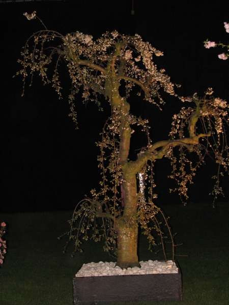 Gentse Floralin 2010 499