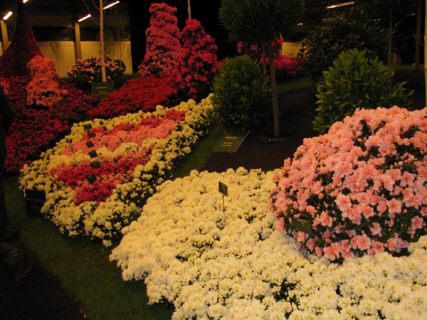 Gentse Floralin 2010 518