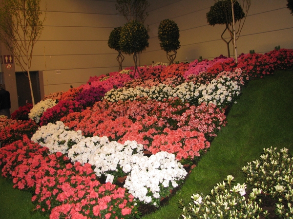 Gentse Floralin 2010 519
