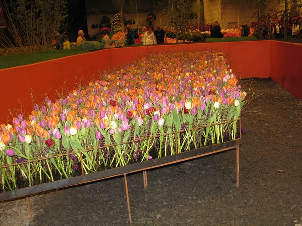 Gentse Floralin 2010 541
