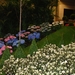 400  Gent Floraliën 2010