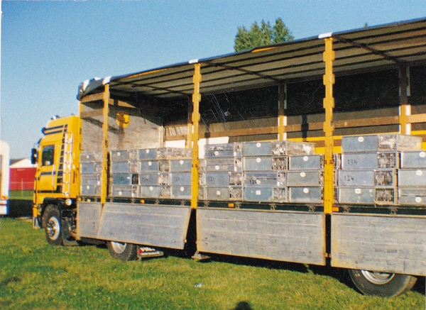 Postduiven lossen in Beek