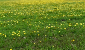 weide met paardenbloemen