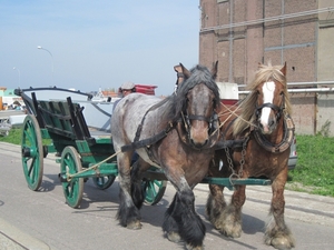 Boerenlanddag 001