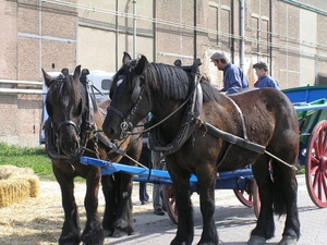 Boerenlanddag D 002