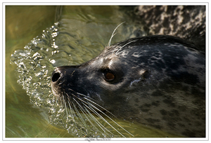 zeehond