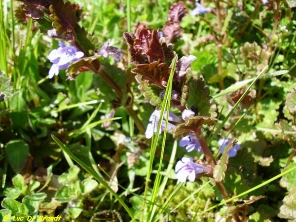 ardennen wandeling Adeps Romedenne