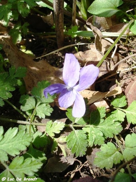 ardennen wandeling Adeps Romedenne