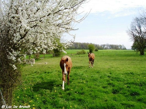 ardennen wandeling Adeps Romedenne