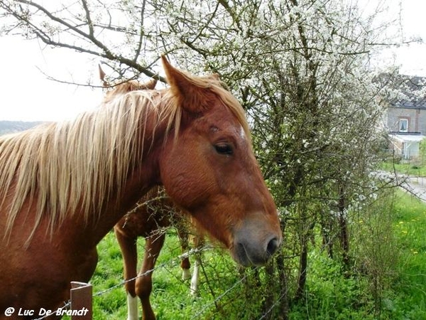 ardennen wandeling Adeps Romedenne