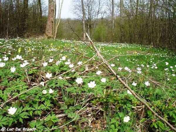 ardennen wandeling Adeps Romedenne