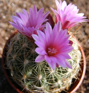 gymnocactus   knuthianus   z 161  (vilar slp )