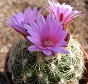 gymnocactus   knuthianus   z 161  (vilar slp )      2