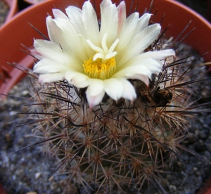 gymnocactus  . giesdorfiana                   4