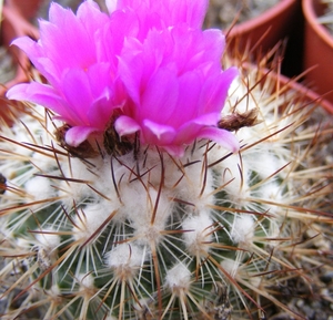 gymnocactus  . viereckii