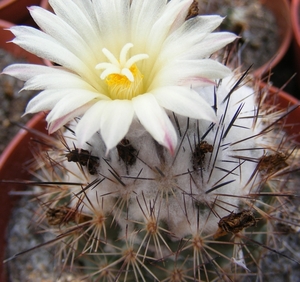 gymnocactus  .gielsdorfiana