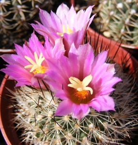 gymnocactus  beguinii   (pablio )