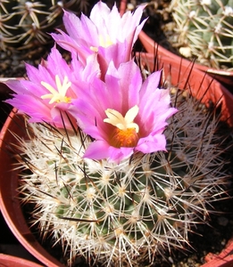 gymnocactus  beguinii   (pablio ).          2