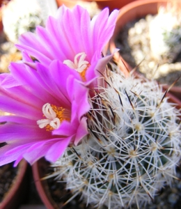 gymnocactus  beguinii   csd 152     ( by la ascension  nl  )     