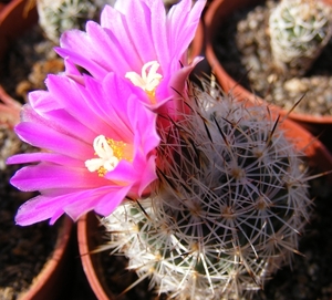 gymnocactus  beguinii   csd 152     ( by la ascension  nl  )