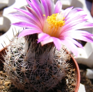 gymnocactus  beguinii   js 37  (canyon artega coal ).            