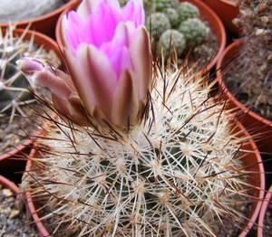 gymnocactus  beguinii  . v . frandii   mz 197