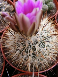 gymnocactus  beguinii  . v . frandii   mz 197.                   