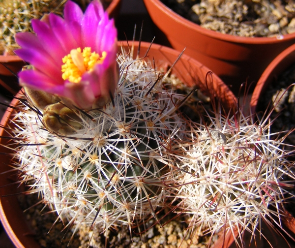 gymnocactus  beguinii  .v.smithii