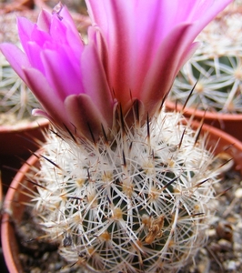 gymnocactus  beguinii  csd 152   by la ascension  nl