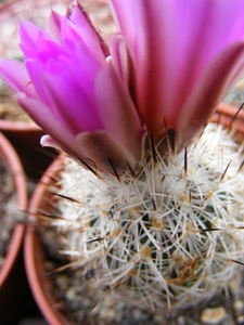 gymnocactus  beguinii  csd 152   by la ascension  nl.            