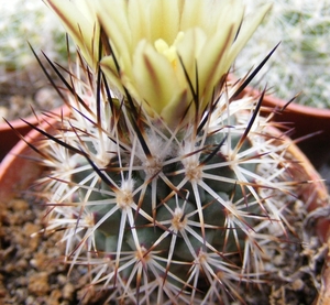 gymnocactus  beguinii  ssp hintoniorum   mz 1252  la ascen  sion-