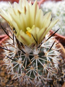 gymnocactus  beguinii  ssp hintoniorum   mz 1252  la ascen  sion-