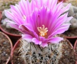 gymnocactus  beguinii  ssp senillis  jb 39