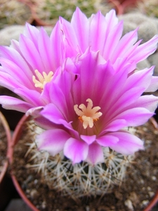 gymnocactus  beguinii  ssp senillis  jb 39.              2