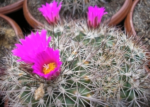 gymnocactus  horripilus