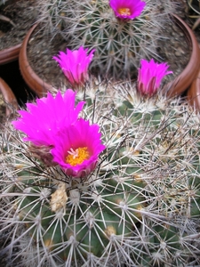 gymnocactus  horripilus.  2