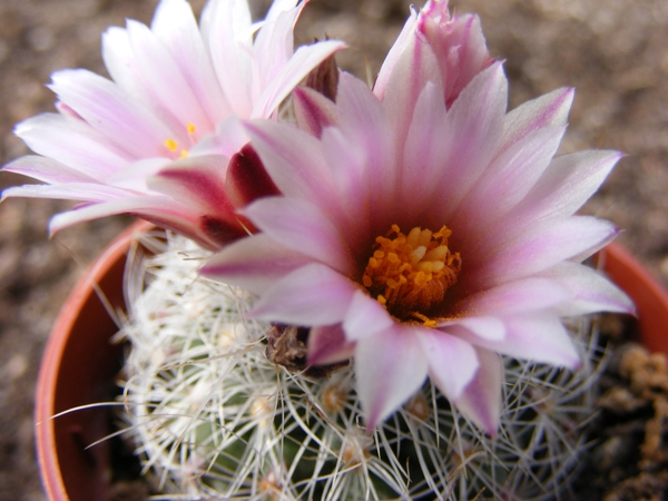 gymnocactus  knuthianus    rs 678      villar  sl