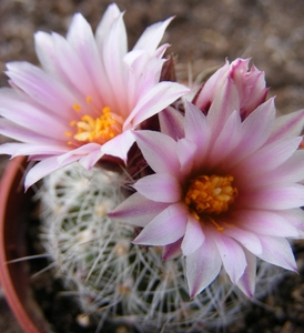 gymnocactus  knuthianus    rs 678      villar  sl.               