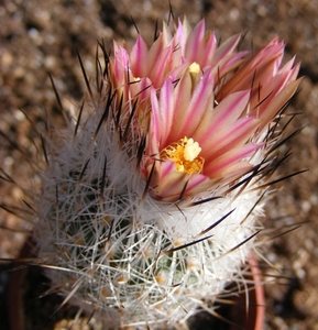 gymnocactus  sp.   tu 16