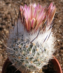 gymnocactus  sp.   tu 16.                       2